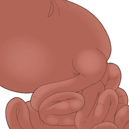 abdominal_bulge digestion digestion_implied digestion_noises fatal fatal_vore gurgle_(sound_effect) guts inside_stomach intestines oral_vore organs rumbling_stomach stomach vore sipurim edward_welfrolfo animated low_res short_playtime sound video