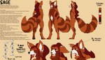 2024 ailurid anthro barnikan biped ear_piercing ears_down ears_up english_text featureless_chest featureless_crotch fluffy fluffy_tail hair hi_res hybrid inner_ear_fluff long_hair male mammal model_sheet multicolored_body multiple_images mustelid musteline nonbinary_(lore) open_mouth piercing pivoted_ears pronouns red_panda sage_(king) simple_background solo standing stoat tail text true_musteline tuft weasel