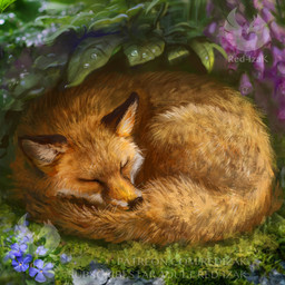 ambiguous_gender black_nose brown_body brown_fur curled_up detailed_fur eyes_closed feral flower fluffy fluffy_tail fur grass inner_ear_fluff orange_body orange_fur photorealism plant realistic realistic_feral sleeping snout solo tail text tuft water_droplets whiskers white_body white_fur red-izak canid canine fox mammal red_fox true_fox 1:1 detailed shaded url watermark