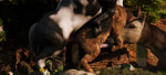 ambiguous_feral ambiguous_gender anal anal_penetration animal_genitalia animal_penis ball_focus balls bisexual body_part_in_ass body_part_in_mouth bouncing_balls broken_legs canine_genitalia canine_penis clinging doggystyle duo_focus equine_genitalia equine_penis erection fellatio female female_penetrated feral feral_on_bottom feral_on_feral feral_on_top feral_penetrated feral_penetrating feral_penetrating_feral from_behind_position fur genital_focus genitals group group_sex interspecies knot knotted_penis large_penetration low-angle_view lucky_pierre male male/female male/male male_feral male_penetrated male_penetrating male_penetrating_female male_penetrating_male oral oral_penetration oral_while_penetrated penetration penile penile_penetration penis penis_focus penis_in_ass penis_in_mouth realistic_feral sex threesome trio underside_view worm's-eye_view trioami260 canid canine canis domestic_dog equid equine horse mammal 3d_(artwork) 3d_animation animated digital_media_(artwork) huge_filesize short_playtime sound webm