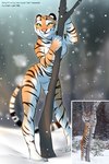 2019 anthro anthrofied breasts comparison detailed_background digital_media_(artwork) featureless_breasts featureless_crotch felid female fur hi_res mammal markings nude orange_body orange_fur outside pantherine photo plant plantigrade smile smileeeeeee snow snowing solo standing striped_body striped_fur striped_markings striped_tail stripes tail tail_markings text tiger tree url white_body white_fur wide_stance yellow_eyes