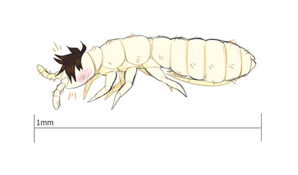ambiguous_gender antennae_(anatomy) arthropod_abdomen blush brown_hair feral hair micro simple_background solo transformation white_background white_body phytophile arthropod invertebrate springtail_(species) hi_res
