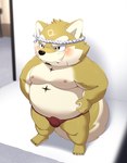 anthro asian_clothing belly blush bulge clothing east_asian_clothing fundoshi japanese_clothing kemono male moobs nipples overweight overweight_male red_clothing red_fundoshi red_underwear short_stack solo underwear hisashiyo_0705 lifewonders live_a_hero procy canid canine canis domestic_dog mammal 2023 hi_res