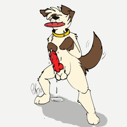 animal_genitalia animal_penis anthro bodily_fluids canine_genitalia canine_penis collar collar_only cum cum_drip dripping ejaculation erection eyes_closed frisbee genital_fluids genitals knot knotted_penis male nude object_in_mouth penis raised_tail sheath simple_background solo tail tail_motion tailwag piperis bagel_the_pup beagle canid canine canis domestic_cat domestic_dog felid feline felis herding_dog hunting_dog mammal pastoral_dog scent_hound 1:1 hi_res