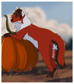 animal_genitalia animal_penis bangs black_markings black_nose black_sclera border brown_hair canine_genitalia canine_penis cheek_tuft day facial_tuft feral feral_with_hair food fruit fur genitals grass hair knot knotted_penis looking_at_viewer male markings nude outside pawpads penis pink_pawpads pink_penis plant pumpkin red_body red_fur short_hair snout tuft two_tone_tail white_body white_border white_fur yellow_eyes midzushiro canid canine canis mammal wolf colored digital_drawing_(artwork) digital_media_(artwork) hi_res shaded