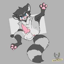 anthro anus balls big_balls blue_eyes blush fur genitals grey_body grey_fur knot male pawpads paws penis pink_pawpads solo hayden_fencfoxo kalen_(xenoyia) canid canine hybrid mammal procyonid raccoon raccoon_dog tanuki absurd_res hi_res