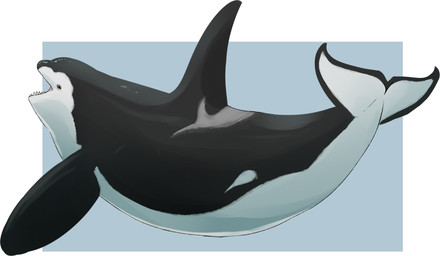 ambiguous_gender black_body blue_background border brown_eyes dorsal_fin fangs feral fin forked_tail glistening glistening_eyes open_mouth side_view simple_background solo tail teeth unsigned unusual_anatomy unusual_tail white_body white_border swampjaws aquatic cetacean dolphin mammal oceanic_dolphin orca toothed_whale absurd_res full-length_portrait hi_res portrait