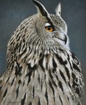 ambiguous_gender beak feral orange_eyes realistic solo chandlerwildlifeart avian bird eurasian_eagle-owl horned_owl owl true_owl grey_theme oil_painting_(artwork) painting_(artwork) traditional_media_(artwork) traditional_painting_(artwork)