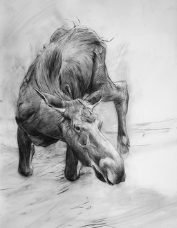 black_body female feral looking_aside looking_at_viewer realistic simple_background sitting solo white_background geordie_millar deer mammal moose new_world_deer 2006 charcoal_(artwork) formal_art monochrome traditional_media_(artwork)