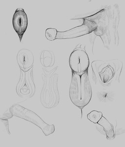 animal_genitalia animal_penis animal_vulva anus big_penis equine_genitalia equine_penis equine_vulva erection flared_penis genitals huge_penis medial_ring penis puffy_anus vulva dominismortis 2025 hi_res monochrome sketch