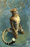 abs abstract_background animal_genitalia anthro athletic athletic_anthro balls fully_sheathed genitals grass hand_on_leg hands_on_legs kneeling looking_up male mouth_closed nude orange_eyes outside pawpads pecs plant sheath solo spots tail whiskers hibbary cheetah felid feline mammal 2019