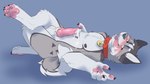 animal_genitalia animal_penis anthro areola balls biped blush bodily_fluids canine_genitalia canine_penis claws collar collar_only crossed_legs cum cum_on_self erection furgonomics furry-specific_piercing genital_fluids genital_piercing genitals knot looking_at_viewer lying male narrowed_eyes nipples nude on_back orgasm pawpads paws penis piercing sheath sheath_piercing side_view simple_background smile smiling_at_viewer solo tongue tongue_out decodecker canid canine canis domestic_dog mammal hi_res