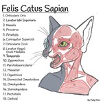 ambiguous_gender anatomy_chart anatomy_reference anthro chart cross_section eyewear fur glasses green_eyes grey_body grey_fur hairless muscular muscular_system solo domestic_cat felid feline felis hairless_cat mammal sphynx_(cat) 1:1 biological_illustration hi_res technical_illustration