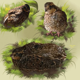 ambiguous_feral ambiguous_gender beady_eyes beak brown_body brown_feathers feathers feral front_view grass grey_beak lying mouth_closed on_front plant side_view solo standing msdeadsoul avian bird galliform phasianid quail 1:1 2025 dated hi_res signature sketch_page