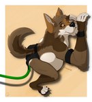 :3 air_inflation anthro belly big_belly bottomwear clothing fangs hose hose_in_butt hose_inflation huge_belly hyper hyper_belly inflation loincloth male simple_background solo sound_effects sweatband tail tail_tuft teeth tuft gt_grackle fig_(gt_grackle) canid canine canis coyote mammal 2021 hi_res watermark