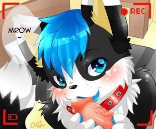 ambiguous_gender anthro black_body black_fur blue_eyes blue_hair blush bodily_fluids camera_view collar cum cum_on_face duo erection foreskin fur genital_fluids genitals hair humanoid_genitalia humanoid_penis male male/ambiguous oral penis recording retracted_foreskin solo_focus white_body white_fur ekihnox domestic_cat felid feline felis mammal