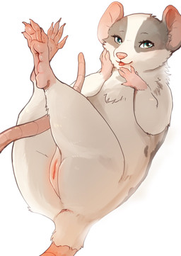 anatomically_correct anus blep blue_eyes feet female feral fur genitals grey_body grey_fur hand_on_cheek legs_up long_tail looking_at_viewer mottled piebald simple_background soles solo tail toes tongue tongue_out vulva white_background white_body white_fur momou mammal murid murine rat rodent hi_res