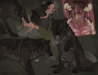 abdominal_bulge animal_genitalia balls black_body black_fur bodily_fluids drooling duo feral fur genitals imminent_death male male/male mouth_shot neck_bulge open_mouth oral_vore saliva sheath swallowing tongue tongue_out vore willing_prey sepulte canid canine canis human mammal wolf 2025 hi_res sequence