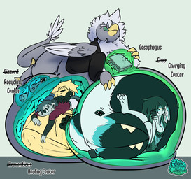 abdominal_bulge ambiguous_gender anthro belly big_belly computer crop_(anatomy) electronics group healing_vore huge_belly hyper hyper_belly internal laptop licking licking_lips multiple_prey object_vore on_phone oral_vore organs phone safe_vore semi-anthro stomach text tongue tongue_out vore eclairscollection mythology avian gryphon mammal mustelid musteline mythological_avian mythological_creature true_musteline weasel english_text hi_res