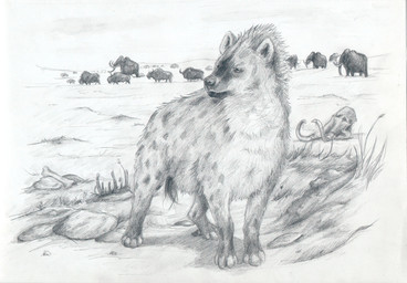 black_nose bone feral fluffy fur group horn markings paws proboscis_(anatomy) quadruped short_fur skull spots spotted_body spotted_fur trunk_(anatomy) tusks mihin89 cave_hyena elephantid hyena mammal mammoth prehistoric_species proboscidean spotted_hyena steppe_bison woolly_mammoth 2011 black_and_white hi_res monochrome sketch