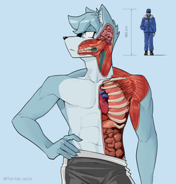 abs anatomy anthro athletic athletic_anthro athletic_male brain clothed clothed_human clothing duo extreme_size_difference fully_clothed fully_clothed_human fur guts hand_on_hip heart_(organ) height inner_ear_fluff intestines looking_aside lung macabre macro male organs pecs rib_cage size_difference teeth text topless topless_anthro topless_male tuft x-ray_view fanteliscio foxhound_(fanteliscio) canid canine canis human mammal wolf 2025 absurd_res artist_name english_description hi_res