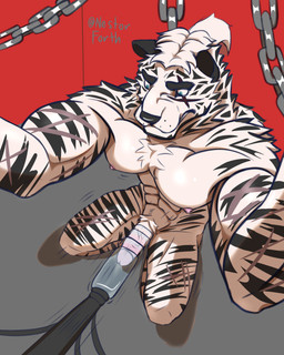 abs annoyed anthro biceps blue_eyes bound chain erection fur genitals hair machine male milking_machine muscular muscular_anthro muscular_male nipples nude pecs penile penis penis_milking penis_milking_machine ponytail restraints scar simple_background solo striped_body striped_fur stripes white_body white_fur nestor_forth arknights hypergryph studio_montagne mountain_(arknights) felid mammal pantherine tiger 4:5 hi_res