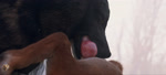 69_position animal_genitalia animal_penis balls canine_genitalia canine_penis deep_throat duo erection fellatio feral feral_on_feral feral_penetrated feral_penetrating feral_penetrating_feral genitals knot knotted_penis male male/male male_penetrated male_penetrating male_penetrating_male mutual_oral oral oral_penetration penetration penile penile_penetration penis sex sheath trioami260 canid canine canis domestic_dog mammal shiba_inu spitz wolf 3d_(artwork) 3d_animation animated digital_media_(artwork) sound webm