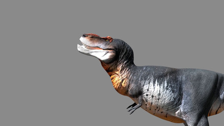 anthro bulge duo female feral male male/female open_mouth swallowing throat vore ammyfatxolotl conditional_dnp karisauria splatypi disney zootopia judy_hopps dinosaur lagomorph leporid mammal prehistoric_species rabbit reptile saurischian scalie theropod tyrannosaurid tyrannosauroid tyrannosaurus 16:9 animated hi_res no_sound short_playtime video widescreen