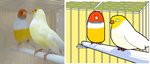 ambiguous_gender avian_feet beak bouncing comparison duo feathers feral line_boil orange_beak real white_body white_feathers yellow_body yellow_feathers keke_(artist) avian bird canary domestic_canary finch oscine passerine 7:3 animated frame_by_frame high_framerate loop short_playtime