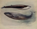 ambiguous_gender duo feral grey_body nude side_view text water white_body archibald_thorburn public_domain baleen_whale blue_whale cetacean fin_whale mammal marine whale 20th_century 5:4 ancient_art biological_illustration english_text species_name technical_illustration zoological_illustration