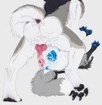 after_sex animal_genitalia animal_penis animal_pussy anthro anthro_on_feral anus balls bestiality blue_anus blue_pawpads blue_pussy bodily_fluids canine_genitalia canine_penis canine_pussy claws cum cum_drip cum_from_pussy cum_in_pussy cum_inside cum_on_anus cum_on_penis dripping duo erection feet female feral fluffy fluffy_tail gaping gaping_pussy genital_fluids genitals hindpaw intraspecies intraspecies_bestiality knot leaking_cum leg_grab legs_up lying male male/female male_on_feral messy nude on_back pawpads paws penis pussy raised_tail rear_view sheath simple_background spread_toes tail toe_claws toes vaginal_fluids lornsky cloud_the_husky kelevra canid canine canis domestic_dog husky mammal nordic_sled_dog spitz wolf 2022 hi_res