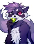 2022 anthro cheek_tuft chest_tuft dated digital_media_(artwork) eating facial_tuft falvie fluffy food_in_mouth fur hi_res looking_at_viewer male mammal procyonid purple_body purple_fur raccoon signature simple_background solo tuft white_background white_body white_fur