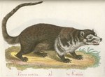 1794 18th_century 4_toes ambiguous_gender ancient_art brown_body brown_fur claws coati feet feral fur german_text hi_res mammal multicolored_body multicolored_fur nude open_mouth procyonid public_domain quadruped raised_tail solo standing tail teeth text toe_claws toes traditional_media_(artwork) two_tone_body two_tone_fur unknown_artist whiskers white-nosed_coati white_body white_fur