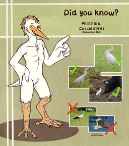 5_fingers anthro check_mark feathers featureless_crotch fingers humanoid_hands male nude nude_anthro nude_male smile solo standing text white_body white_feathers kantachibli phillip_(kantachibli) avian bird cattle_egret heron pelecaniform english_text hi_res reference_image