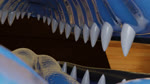 bed bedroom blue_flesh blue_insides blue_tongue duo feet_first feral first_person_view furniture inside inside_mouth inside_throat internal larger_feral larger_pred mawplay mouth_shot on_tongue open_mouth oral_vore reverse_mouth_shot size_difference swallowing teeth tongue vore kajar jinnoaka_(modeler) ziina dinosaur interceptor prehistoric_species reptile scalie theropod 16:9 3d_(artwork) 3d_animation animated blender_(artwork) digital_media_(artwork) hi_res no_sound short_playtime webm widescreen