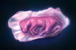 ambiguous_gender baby black_background curled_up death feral fetal_pose fetus glistening glistening_body glowing hooves lying on_side pink_body simple_background solo stillborn umbilical_cord vein young valdevia bivalve bovid caprine mammal marine mollusk oyster sheep 3:2 absurd_res hi_res