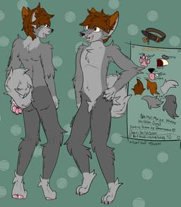 anthro brown_hair collar curled_tail fur grey_body grey_fur hair hand_on_hip male pawpads pink_pawpads pink_tongue red_eyes solo tail text tongue tongue_out 2001maxx conditional_dnp maxx_(2001maxx) canid canine canis domestic_dog husky mammal nordic_sled_dog spitz absurd_res english_text hi_res model_sheet