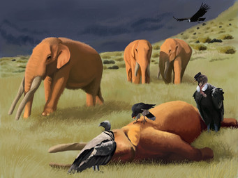 ambiguous_gender corpse feral flying fur grass grass_field group plant proboscis_(anatomy) quadruped tan_body tan_fur trunk_(anatomy) tusks walking agustindiazart accipitriform andean_condor avian bird cuvieronius mammal new_world_vulture prehistoric_species proboscidean vulture 2021 4:3 digital_media_(artwork) digital_painting_(artwork) hi_res painting_(artwork)