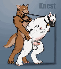 anal anal_penetration anthro anthro_on_anthro anthro_penetrated anthro_penetrating anthro_penetrating_anthro balls bdsm blush bondage bouncing_balls bouncing_butt bouncing_penis bound butt collar dog_tags dominant dominant_anthro dominant_male duo fluffy fluffy_tail from_behind_position genitals leash leash_in_mouth leash_pull male male/male male_penetrated male_penetrating male_penetrating_male muscular muzzle_(object) muzzled nipples object_in_mouth overweight overweight_male penetration penile penile_penetration penis penis_in_ass sex submissive submissive_anthro submissive_male tail tail_motion tailwag wince knest canid canine mammal animated hi_res