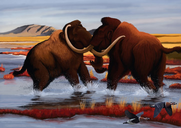 brown_body brown_fur duo feral fight flying fur male mountain proboscis_(anatomy) splash trunk_(anatomy) tusks water wetlands agustindiazart ambient_bird elephantid mammal mammoth prehistoric_species proboscidean woolly_mammoth 2022 absurd_res hi_res