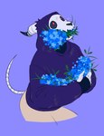 anthro blue_flower blush blush_lines bone bottomwear clothing flower holding_object holding_with_teeth hoodie horn horn_through_clothing looking_up male open_mouth open_smile plant purple_background purple_clothing purple_hoodie purple_topwear red_eyes scratch_mark simple_background skull skull_head smile solo tail topwear conop-8888 2024 digital_drawing_(artwork) digital_media_(artwork) hi_res