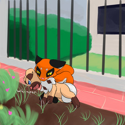 3_toes bite duo feet fence feral hunting kidnapping lawn neck_bite paws toes lewdkitten069 nintendo pokemon generation_7_pokemon generation_8_pokemon nickit pokemon_(species) rockruff 1:1 absurd_res hi_res