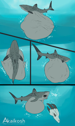 after_vore belly big_belly blue_eyes bone burping burping_up_bones burping_up_object digestion duo feral grey_body grey_tail huge_belly open_mouth rumbling_stomach shark_tail shark_teeth tail text underwater vore water akaikosh mythology aquatic dragon fish mythological_creature mythological_scalie requiem_shark scalie shark tiger_shark 2023 comic english_text hi_res watermark