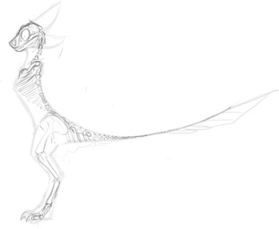 4_ears ambiguous_gender anthro big_tail bone digitigrade feathers how-to long_tail multi_ear side_view simple_background skeleton solo tail white_background x-ray_view javenchi avali avian bird digital_drawing_(artwork) digital_media_(artwork) guide_lines hi_res monochrome sketch