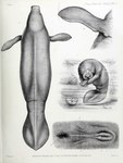 anus female feral holding_object legless perineum plant solo tail text philibert_charles_berjeau public_domain mammal manatee marine sirenian 1885 19th_century absurd_res ancient_art biological_illustration english_text hi_res monochrome multiple_images technical_illustration traditional_media_(artwork)