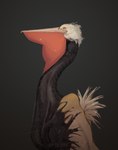 beak black_background feathers long_neck oil simple_background cu_sith_(artist) avian bird pelecaniform pelican digital_media_(artwork) hi_res portrait sketch tagme