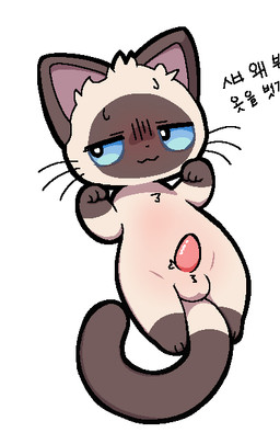 :3 anthro balls blue_sclera bodily_fluids curled_tail ears_up erection facial_markings genitals head_markings lying male markings narrowed_eyes on_back paw_pose paws penis pose semi-anthro simple_background solo spread_legs spreading sweat sweatdrop tail tapering_penis text tuft whiskers white_background plumflavor domestic_cat felid feline felis mammal siamese_cat 2025 digital_media_(artwork) korean_text shaded simple_shading translated