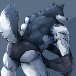 anthro black_nose clothed clothing fur male multicolored_body multicolored_fur muscular muscular_anthro muscular_male rear_view solo standing tight_clothing topless two_tone_body two_tone_fur underwear waddledox canid canine canis mammal wolf 1:1 2016 hi_res