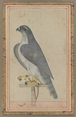 4_toes ambiguous_feral ambiguous_gender ankle_cuffs beak biped bipedal_feral bound claws cuff_(restraint) feathered_wings feathers feet feral raised_foot restraints side_view simple_background solo tail tail_feathers talons toe_claws toes wings unknown_artist public_domain avian bird falcon falconid peregrine_falcon 18th_century absurd_res ancient_art formal_art full-length_portrait gouache_(artwork) hi_res huge_filesize painting_(artwork) portrait traditional_media_(artwork) traditional_painting_(artwork)