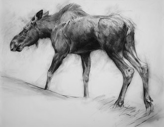 black_body female feral looking_away realistic simple_background solo standing white_background young geordie_millar deer mammal moose new_world_deer 2006 charcoal_(artwork) formal_art monochrome traditional_media_(artwork)